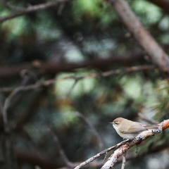 Phylloscopus sindianus