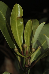 Zygogynum oligostigma