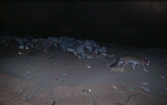 Leopardus pardalis mitis