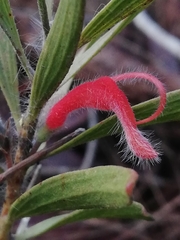 Adenanthos barbiger
