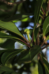 Zygogynum oligostigma