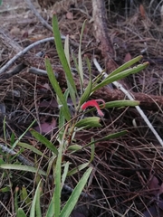 Adenanthos barbiger