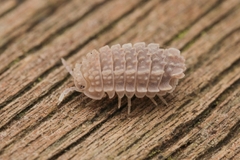 Reductoniscus tuberculatus