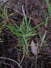 Adenanthos barbiger