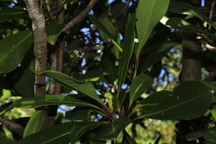 Zygogynum oligostigma