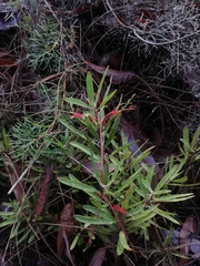 Adenanthos barbiger