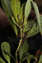 Zygogynum oligostigma