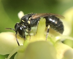 Hylaeus