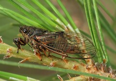 Cicadetta montana