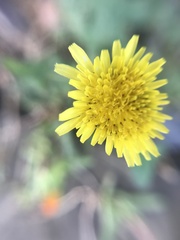Sonchus