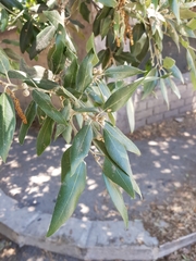 Quercus ilex