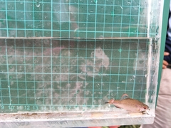 Paratanakia himantegus