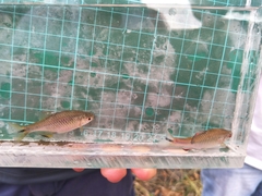 Paratanakia himantegus