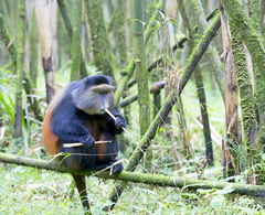 Cercopithecus mitis kandti