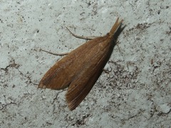 Schoenobius gigantella