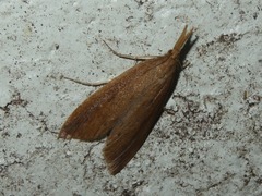 Schoenobius gigantella