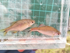 Paratanakia himantegus