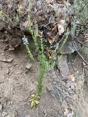 Anarrhinum bellidifolium