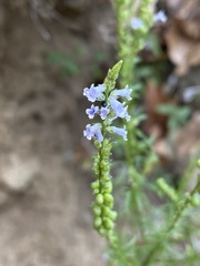Anarrhinum bellidifolium