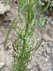 Anarrhinum bellidifolium