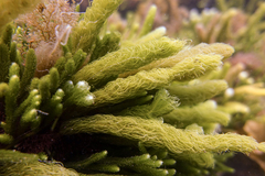 Caulerpa crispata
