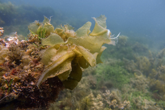 Undaria pinnatifida