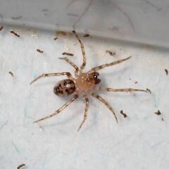 Dipoena submustelina