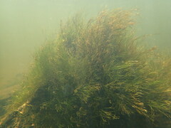 Podostemum ceratophyllum