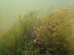Podostemum ceratophyllum