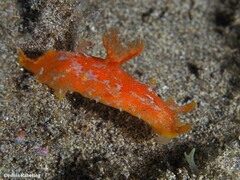 Plocamopherus maderae