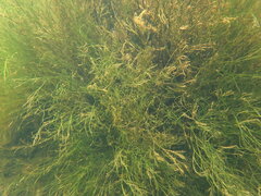 Podostemum ceratophyllum