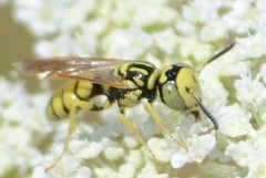 Philanthus multimaculatus