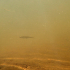 Micropterus dolomieu