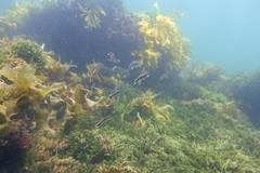 Trachinops caudimaculatus