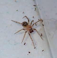 Dipoena submustelina