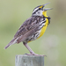 Eastern Meadowlark - Photo (c) Michael E Drummond, some rights reserved (CC BY-NC), uploaded by Michael E Drummond