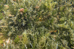 Caulerpa flexilis