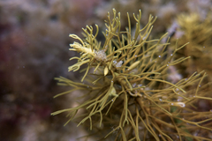 Caulocystis cephalornithos