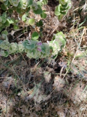 Pseudodictamnus acetabulosus