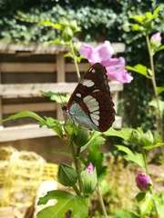 Limenitidini