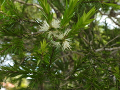 Melaleuca bracteata