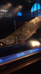 Arapaima