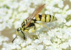 Philanthus multimaculatus