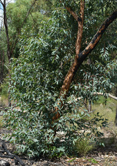 Eucalyptus similis