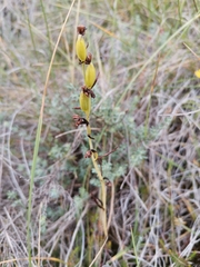Ophrys insectifera