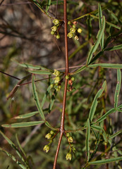 Boronia bowmanii