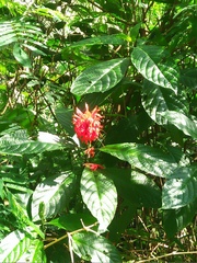 Pachystachys coccinea