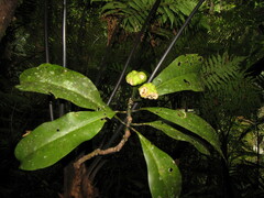 Zygogynum stipitatum