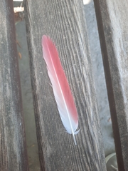 Phoenicopterus roseus