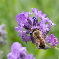 Apis mellifera
